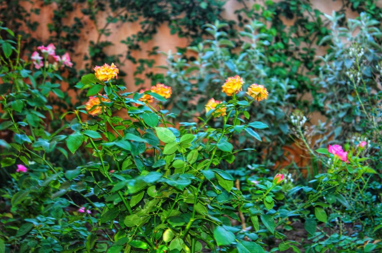 Butterfly Apartments Λίβινγκστον Εξωτερικό φωτογραφία